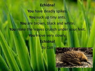 Echidna!
         You have deadly spikes.
          You suck up tiny ants.
     You are brown, black and white.
You make the leaves crunch under your feet.
          You move very slowly.
                 Echidna!
                  By Colt
 