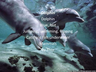 Dolphin
          Dolphin
         Blue, fast
Jumping, swimming, flipping
  Catching fish underwater
         Mammals
          By Thor
 