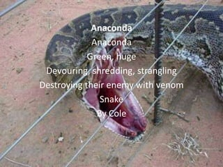 Anaconda
             Anaconda
            Green, huge
 Devouring, shredding, strangling
Destroying their enemy with venom
               Snake
              By Cole
 