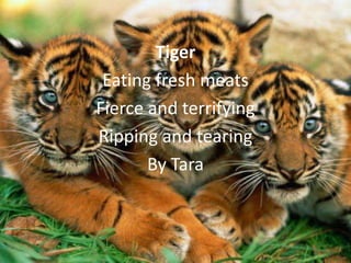 Tiger
 Eating fresh meats
Fierce and terrifying
Ripping and tearing
       By Tara
 