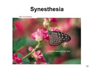 23
Synesthesia
 