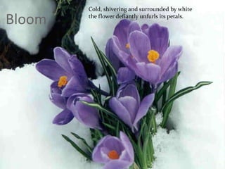 BloomCold, shivering and surrounded by whitethe flower defiantly unfurls its petals.