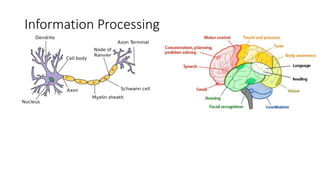 Information Processing
 