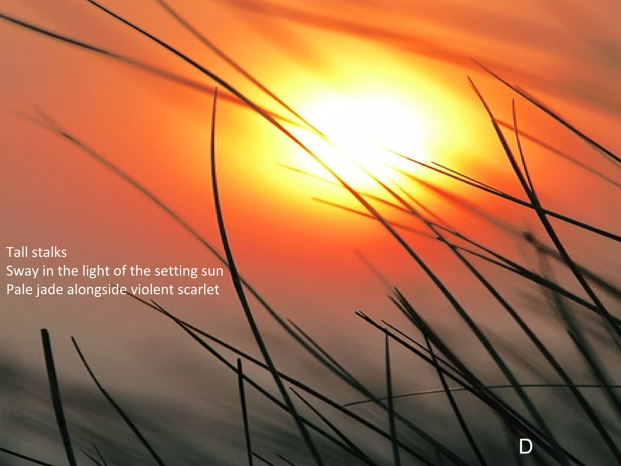 Tall stalks Sway in the light of the setting sun Pale jade alongside violent scarlet D 