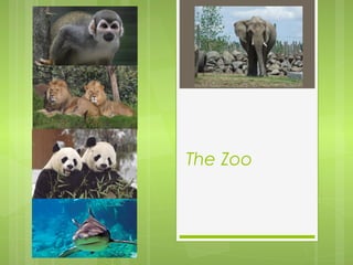 The Zoo
 