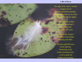 A Bit of Down   The edge of the water’s surface Cupped a bit of Mallard down this morning. Shed and forgotten by its owner Adrift to float with the ripples.   Caressed by the surface But never breaching it. Part of the water But not in the water   Beads of dew clung to The spine of the feather Marking each fiber.   The bent quill left some Of the fluff dry, Murmuring in the Gentle morning breeze. A sail to guide the Feather on its journey. 