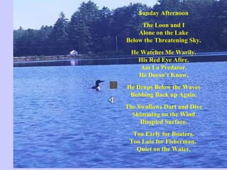 Sunday Afternoon   The Loon and I Alone on the Lake Below the Threatening Sky.   He Watches Me Warily. His Red Eye Afire. Am I a Predator. He Doesn’t Know.   He Drops Below the Waves Bobbing Back up Again.   The Swallows Dart and Dive Skimming on the Wind Dimpled Surface.   Too Early for Boaters. Too Late for Fisherman.  Quiet on the Water. 
