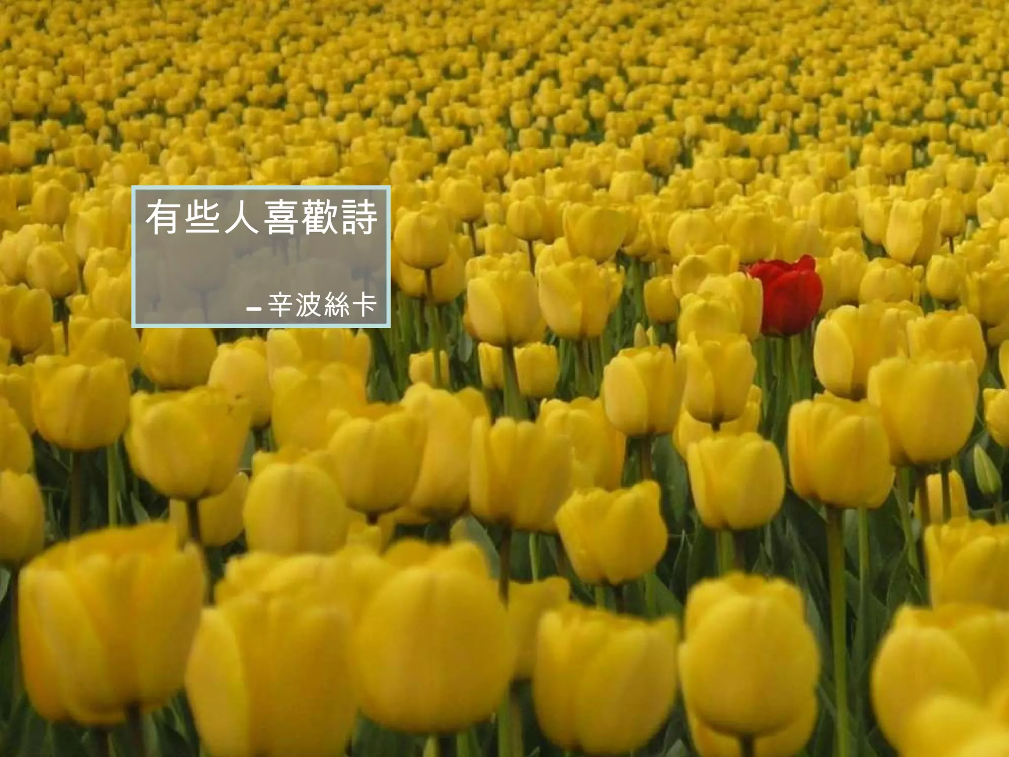 有些人喜歡詩 -- 辛波絲卡 