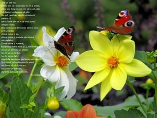 Sînt un om viu. Nimic din ce-i omenesc nu mi-e străin. Abia am timp să mă mir că exist, dar mă bucur totdeauna că sînt. Nu mă realizez deplin niciodată, pentru că am o idee din ce în ce mai bună despre viaţă. Mă cutremură diferenţa dintre mine şi firul ierbii, dintre mine şi lei, dintre mine şi insulele de lumină ale stelelor. Dintre mine şi numere, bunăoară între mine şi 2, între mine şi 3. Am şi-un defect, un păcat: iau în serios iarba, iau în serios leii, mişcările aproape perfecte ale cerului. Şi-o rană întîmplătoare la mînă mă face să văd prin ea, ca printr-un ochean, durerile lumii, războaiele. N. Stănescu 