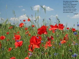 Sînt păstor; am drept palate al cîmpiilor hotar. Dealuri verzi, îngemănate cu-al becaţei strigăt rar. Uitînd tot amarul lumii, dorm pe cioate ca în grîu. Mă-nchin zorilor şi humii, mă cuminec la pîrîu. S. Esenin 