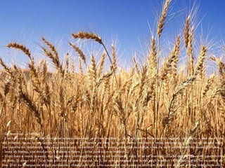 Cînd cineva a îndrăgit o floare cum numai una singură se află în milioanele şi milioanele de stele, lucrul acesta e de-ajuns pentru ca el, privindu-le, să fie fericit.   „Floarea mea, îşi spune el, e undeva acolo ...”   Dacă te-ai îndrăgostit de-o floare care se găseşte pe o stea, ţi-i drag, noaptea, să te uiţi pe cer. Toate stelele sînt înflorite .  Numai pentru tine stelele vor fi ca pentru nimeni altul ... Noaptea, cînd te vei uita pe cer, fiindcă eu voi locui pe una dintre ele, fiindcă pe una dintre ele eu voi rîde,   atunci va fi pentru tine ca şi cum ar rîde toate stelele. Tu singur vei avea, tu singur, stele care ştiu să rîdă ! A.  Saint-Exup é ry Micul prinţ   se duse să mai vadă o dată trandafirii. -  Voi nu semănaţi întru nimic cu floarea mea, voi încă nu sînteţi nimic, le spuse el. Pe voi nimeni nu v-a îmblînzit, precum nici voi n-aţi îmblînzit pe nimeni. Şi florile se ruşinară. -   Voi sînteţi frumoase, dar sînteţi deşarte, le mai spuse el. Nimeni n-ar avea de ce să moară pentru voi. -   Te du cu bine, zise vulpea. Iată care-i taina mea. E foarte simplă: limpede nu vezi decît cu inima. Ochii nu pot să pătrundă-n miezul lucrurilor. Numai timpul cheltuit cu floarea ta face ca floarea ta să fie atît de preţioasă. Devii răspunzător pentru ceea ce ai îmblînzit. Tu eşti răspunzător de floarea ta. -  Ce înseamnă „a îmblînzi” ? -  E un lucru care prea e dat uitării, zise vulpea. Înseamnă „a-ţi crea legături”... Tu nu eşti pentru mine decît un băieţaş, aidoma cu o sută de mii de alţi băieţaşi. Iar eu nu am nevoie de tine. Şi nici tu n-ai nevoie de mine. Eu nu sînt pentru tine decît o vulpe, aidoma cu o sută de mii de alte vulpi. Dar dacă tu mă îmblînzeşti, vom avea nevoie unul de celălalt. Tu vei fi pentru mine fără seamăn în lume. Eu voi fi pentru tine fără seamăn în lume ... -  Încep să înţeleg, zise micul prinţ. E undeva o floare ... mi se pare că m-a îmblînzit ... -  Viaţa mea e veşnic aceeaşi. Aşa că mă cam plictisesc. Dar dacă tu mă îmblînzeşti, viaţa  mi  se va însenina. Lanurile de grîu mie nu-mi aduc aminte de nimic. Şi asta-i trist ! Tu ai însă părul de culoarea aurului. Va fi, de aceea, minunat cînd tu mă vei fi îmblînzit ! Grîul, auriu şi el, îmi va aminti de tine. Şi-mi va fi nespus de dragă murmurarea vîntului prin grîu ... Nu cunoaştem decît ceea ce îmblînzim. Dacă vrei să ai un prieten, îmblînzeşte-mă ! 