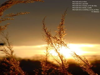 Mai lasă-mă un minut. Mai lasă-mă o secundă. Mai lasă-mă o frunză, un fir de nisip. Mai lasă-mă o briză, o undă. Mai lasă-mă un anotimp, un an, un timp. N. Stănescu 