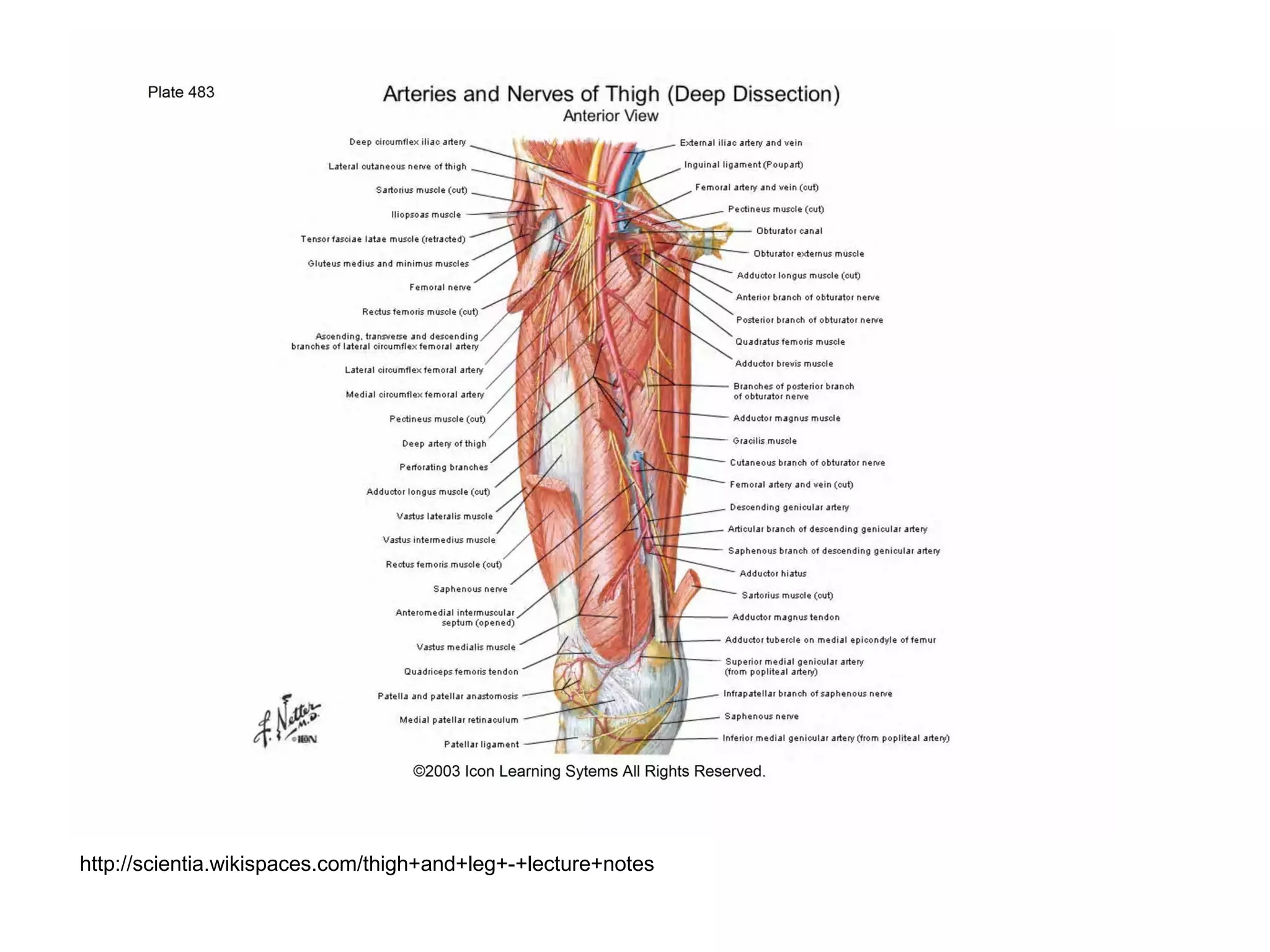 http://scientia.wikispaces.com/thigh+and+leg+-+lecture+notes
 