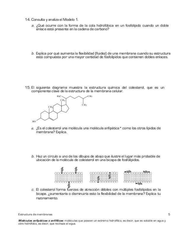 Estructura de las membranas presentes en la célula