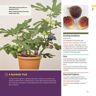 Growing Conditions
Light: Full sun
Soil: Adaptable to most potting mixes
Minimum indoor temperature: 25°F (−4°C)
Hardiness outdoors: ‘Petite Negra’, Zone 8;
‘Chicago Hardy’, Zone 6; ‘Black Mission’, Zone
7. In Zones 6 and 7, trees need winter protec-
tion with mulch outdoors. No winter protection
is needed in Zone 8 and warmer.
Care
Fertilizing: Moderate feeder; feed weekly or
every other week with a balanced fertilizer
during active growth. Reduce or stop during
winter.
Pruning: Prune in late winter to early spring
before growth resumes to maintain a shapely
specimen.
Potential Problems
Pests: Not susceptible except under dry
conditions, and then beware of spider mites
Foliar disease: Not susceptible
Root disease: Not susceptible; strong root
system
	 A Symbolic Fruit
The fig tree has long been a symbol of abundance, fertility, and sweetness, go-
ing back to biblical times. In Mediterranean custom, figs represent strong family
ties, memories, and loyalties; a family gathering is never complete without fresh
figs or a fig dish.
‘Petite Negra’ fig trees produce an
abundance of fruit.
RIGHT: A split fig shows off its sweet,
seeded amber pulp.
67 Fig
 