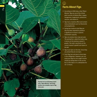 Facts About Figs
•	 According to USDA data, dried ‘Black
Mission’ figs are one of the richest
plant sources of dietary fiber, copper,
manganese, magnesium, potassium,
calcium, and vitamin K.
•	 Figs have a laxative effect and contain
many antioxidants such as flavonoids
and polyphenols.
•	 Eating two medium-sized figs per
day has been reported to produce
a significant increase in plasma
antioxidant capacity.
•	 Figs can produce two crops per year.
The spring fruit, called the breba crop,
is borne on the previous season’s
growth. The main crop forms on the
current season’s growth and ripens in
the fall.
•	 Figs must ripen on the tree. Once they
are picked they do not ripen.
•	 Fresh figs last only two to three days
in the refrigerator. However, you can
enjoy your figs for six to eight months
simply by drying them in the sun for
four or five days or in a dehydrator for
10–12 hours.
Popular for its outstanding sweet-
ness, ‘Black Mission’ will easily
produce two sizeable crops of figs
every year.
Fig
 
