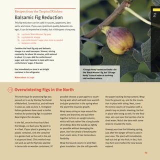 Combine the fresh fig pulp and balsamic
vinegar in a small saucepan. Simmer, stirring
constantly, for about 30 minutes, until reduced
to about 1½ cups. Add the confectioners’
sugar, and cool. Sweeten to taste with more
confectioners’ sugar, if desired.
Use immediately or store in an airtight
container in the refrigerator.
Makes about 1½ cups
	 ½ 	 cup fresh ‘Black Mission’ fig pulp
	 ½ 	 cup balsamic vinegar
	 ½ 	 cup confectioners’ sugar, plus more as needed
	 1 	 teaspoon vanilla
Recipes from the Tropical Kitchen
Balsamic Fig Reduction
This fig reduction can be used in sauces, appetizers, des-
serts, and more. If you use a premium-quality balsamic vin-
egar, it can be expensive to make, but a little goes a long way.
	 Overwintering Figs in the North
This technique for protecting figs was
passed on to us by Stanley Parchaiski
of Waterford, Connecticut, and will work
in areas as cold as Zone 5. Immigrant
Italian gardeners have used a similar
method for protecting figs in southern
New England for decades.
In the fall, once the frost has killed
the foliage, cut back your fig plant to
4–6 feet. If your plant is growing in a
plastic container, sink the container
in a garden bed so the soil in the pot
is at ground level. (This method may
not work as well for fig trees planted
in terra-cotta or wooden containers.) If
possible choose a spot against a south-
facing wall, which will add more warmth
and give protection in the spring when
the plant first resumes growth.
Wrap heavy string or rope around the
stems and branches and pull them
­together to form an upright column,
which will look rather like a long bundle
of kindling. Bind the bundle as tightly
as possible without damaging the
plant. Don’t be afraid of breaking the
tree’s main stem; it has tremendous
flexibility.
Wrap the bound column in pink fiber-
glass insulation. Use the roll type with
the paper backing facing outward. Wrap
from the ground up, and tie the insula-
tion in place with string. Next, cover
the entire column of insulation with a
plastic tarp or plastic sheeting; tie that
in place with string as well. For the final
step, set a pot over the top like a hat to
shed water. Mulch the base with some
straw to insulate the roots.
Unwrap your tree the following spring,
just after the danger of frost is past in
your area. The plant will immediately
leaf out and go into fruit; in fact, fruit
may form even before the new leaves
expand.
‘Chicago Hardy’ tastes and looks a lot
like ‘Black Mission’ fig, but ‘Chicago
Hardy’ is much better at surviving
cold northern winters.
69 Fig
 