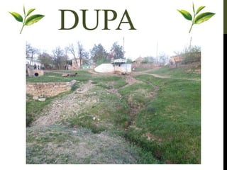 DUPA
 