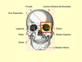 Órbita. Lagrimal. Maxilar Superior. Malar.   Maxilar Inferior. Nasal. Arco Superciliar. Frontal. Lámina Orbitaria del Etmoides. 