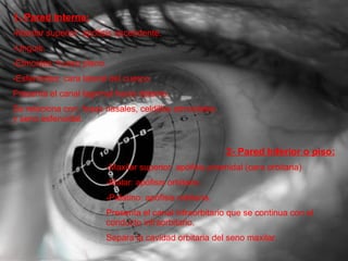 1- Pared Interna: Maxilar superior: apófisis ascendente. Unguis. Etmoides: hueso plano. Esfenoides: cara lateral del cuerpo. Presenta el canal lagrimal hacia delante. Se relaciona con: fosas nasales, celdillas etmoidales y seno esfenoidal. 2- Pared Inferior o piso: -Maxilar superior: apófisis piramidal (cara orbitaria) -Malar: apófisis orbitaria. -Palatino: apófisis orbitaria. Presenta el canal infraorbitario que se continua con el conducto infraorbitario. Separa la cavidad orbitaria del seno maxilar. 