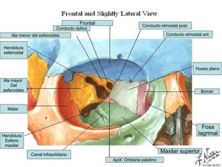 Frontal Conducto óptico Ala menor del esfenoides Hendidura esfenoidal Ala mayor  Del esfenoides Malar. Hendidura Esfeno maxilar Canal infraorbitario Apóf. Orbitaria palatino Maxilar superior Fosa lagrimal Hueso plano Conducto etmoidal ant. Conducto etmoidal post. Bomer 