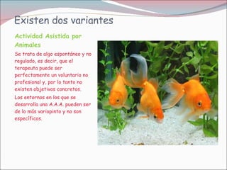 Existen dos variantes Actividad Asistida por Animales  Se trata de algo espontáneo y no regulado, es decir, que el terapeuta puede ser perfectamente un voluntario no profesional y, por lo tanto no existen objetivos concretos.  Los entornos en los que se desarrolla una A.A.A. pueden ser de lo más variopinto y no son específicos. 