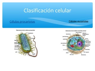 Clasificación celular
Células procariotas Células eucariotas