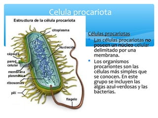 Celula procariota
Células procariotas
Las células procariotas no
poseen un núcleo celular
delimitado por una
membrana.
Los organismos
procariontes son las
células más simples que
se conocen. En este
grupo se incluyen las
algas azul-verdosas y las
bacterias.