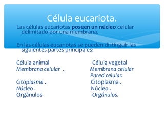 Célula eucariota.
Las células eucariotas poseen un núcleo celular
delimitado por una membrana.
En las células eucariotas se pueden distinguir las
siguientes partes principales:
Célula animal Célula vegetal
Membrana celular . Membrana celular
Pared celular.
Citoplasma . Citoplasma .
Núcleo . Núcleo .
Orgánulos Orgánulos.