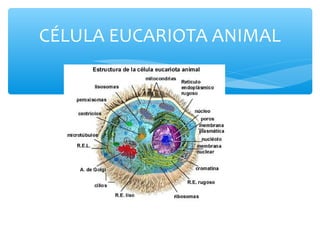CÉLULA EUCARIOTA ANIMAL