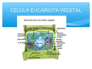CELULA EUCARIOTA VEGETAL