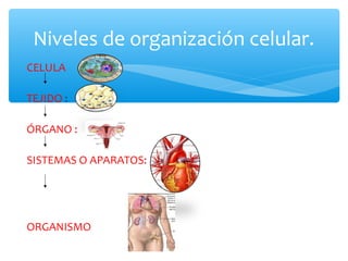 Niveles de organización celular.
CELULA
TEJIDO :
ÓRGANO :
SISTEMAS O APARATOS:
ORGANISMO