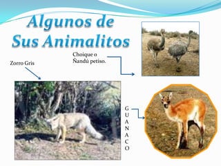 Choique o
Zorro Gris   Ñandú petiso.




                             G
                             U
                             A
                             N
                             A
                             C
                             O
 