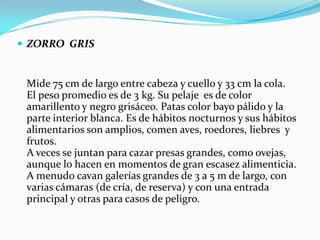  ZORRO GRIS


 Mide 75 cm de largo entre cabeza y cuello y 33 cm la cola.
 El peso promedio es de 3 kg. Su pelaje es de color
 amarillento y negro grisáceo. Patas color bayo pálido y la
 parte interior blanca. Es de hábitos nocturnos y sus hábitos
 alimentarios son amplios, comen aves, roedores, liebres y
 frutos.
 A veces se juntan para cazar presas grandes, como ovejas,
 aunque lo hacen en momentos de gran escasez alimenticia.
 A menudo cavan galerías grandes de 3 a 5 m de largo, con
 varias cámaras (de cría, de reserva) y con una entrada
 principal y otras para casos de peligro.
 