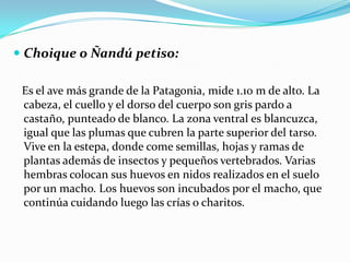  Choique o Ñandú petiso:

 Es el ave más grande de la Patagonia, mide 1.10 m de alto. La
 cabeza, el cuello y el dorso del cuerpo son gris pardo a
 castaño, punteado de blanco. La zona ventral es blancuzca,
 igual que las plumas que cubren la parte superior del tarso.
 Vive en la estepa, donde come semillas, hojas y ramas de
 plantas además de insectos y pequeños vertebrados. Varias
 hembras colocan sus huevos en nidos realizados en el suelo
 por un macho. Los huevos son incubados por el macho, que
 continúa cuidando luego las crías o charitos.
 