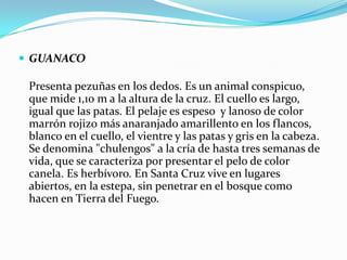  GUANACO

 Presenta pezuñas en los dedos. Es un animal conspicuo,
 que mide 1,10 m a la altura de la cruz. El cuello es largo,
 igual que las patas. El pelaje es espeso y lanoso de color
 marrón rojizo más anaranjado amarillento en los flancos,
 blanco en el cuello, el vientre y las patas y gris en la cabeza.
 Se denomina "chulengos" a la cría de hasta tres semanas de
 vida, que se caracteriza por presentar el pelo de color
 canela. Es herbívoro. En Santa Cruz vive en lugares
 abiertos, en la estepa, sin penetrar en el bosque como
 hacen en Tierra del Fuego.
 
