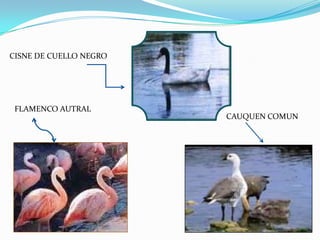 CISNE DE CUELLO NEGRO




 FLAMENCO AUTRAL
                        CAUQUEN COMUN
 