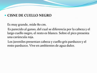 CISNE DE CUELLO NEGRO

 Es muy grande, mide 80 cm.
 Es parecido al ganso, del cual se diferencia por la cabeza y el
 largo cuello negro, el resto es blanco. Sobre el pico presenta
 una carúncula roja.
 Los juveniles presentan cabeza y cuello gris parduzco y el
 resto parduzco. Vive en ambientes de agua dulce.
 
