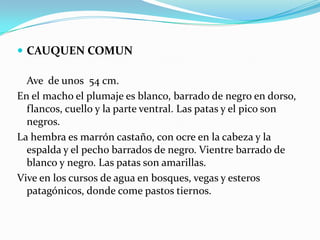  CAUQUEN COMUN

  Ave de unos 54 cm.
En el macho el plumaje es blanco, barrado de negro en dorso,
  flancos, cuello y la parte ventral. Las patas y el pico son
  negros.
La hembra es marrón castaño, con ocre en la cabeza y la
  espalda y el pecho barrados de negro. Vientre barrado de
  blanco y negro. Las patas son amarillas.
Vive en los cursos de agua en bosques, vegas y esteros
  patagónicos, donde come pastos tiernos.
 