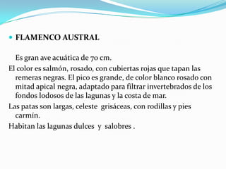  FLAMENCO AUSTRAL

  Es gran ave acuática de 70 cm.
El color es salmón, rosado, con cubiertas rojas que tapan las
  remeras negras. El pico es grande, de color blanco rosado con
  mitad apical negra, adaptado para filtrar invertebrados de los
  fondos lodosos de las lagunas y la costa de mar.
Las patas son largas, celeste grisáceas, con rodillas y pies
  carmín.
Habitan las lagunas dulces y salobres .
 