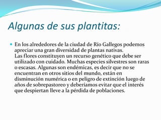 Algunas de sus plantitas:
 En los alrededores de la ciudad de Río Gallegos podemos
  apreciar una gran diversidad de plantas nativas.
  Las flores constituyen un recurso genético que debe ser
  utilizado con cuidado. Muchas especies silvestres son raras
  o escasas. Algunas son endémicas, es decir que no se
  encuentran en otros sitios del mundo, están en
  disminución numérica o en peligro de extinción luego de
  años de sobrepastoreo y deberíamos evitar que el interés
  que despiertan lleve a la pérdida de poblaciones.
 