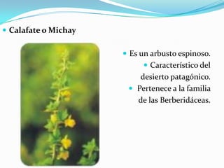  Calafate o Michay


                       Es un arbusto espinoso.
                            Característico del
                          desierto patagónico.
                        Pertenece a la familia
                         de las Berberidáceas.
 