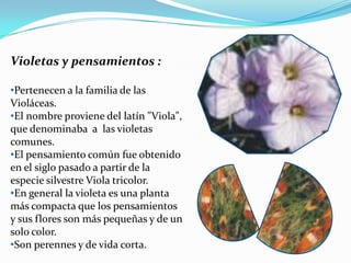 Violetas y pensamientos :

•Pertenecen a la familia de las
Violáceas.
•El nombre proviene del latín "Viola",
que denominaba a las violetas
comunes.
•El pensamiento común fue obtenido
en el siglo pasado a partir de la
especie silvestre Viola tricolor.
•En general la violeta es una planta
más compacta que los pensamientos
y sus flores son más pequeñas y de un
solo color.
•Son perennes y de vida corta.
 