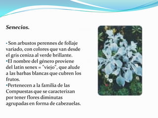 Senecios.

• Son arbustos perennes de follaje
variado, con colores que van desde
el gris ceniza al verde brillante.
•El nombre del género proviene
del latín senex = "viejo", que alude
a las barbas blancas que cubren los
frutos.
•Pertenecen a la familia de las
Compuestas que se caracterizan
por tener flores diminutas
agrupadas en forma de cabezuelas.
 