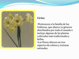 Lirios

•Pertenecen a la familia de las
Iridáceas, que abarca 70 géneros
distribuidos por todo el mundo e
incluye algunas de las plantas
cultivadas más tradicionales y
bellas.
•Las flores ofrecen un rico
espectro de colores y texturas
satinadas.
 
