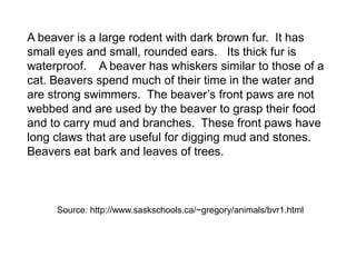 A beaver is a large rodent with dark brown fur.  It has small eyes and small, rounded ears.   Its thick fur is waterproof.    A beaver has whiskers similar to those of a cat. Beavers spend much of their time in the water and are strong swimmers.  The beaver’s front paws are not webbed and are used by the beaver to grasp their food and to carry mud and branches.  These front paws have long claws that are useful for digging mud and stones.  Beavers eat bark and leaves of trees. Source: http://www.saskschools.ca/~gregory/animals/bvr1.html
