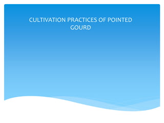 CULTIVATION PRACTICES OF POINTED
GOURD
 