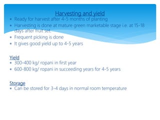 Harvesting and yield
 Ready for harvest after 4-5 months of planting
 Harvesting is done at mature green marketable stage i.e. at 15-18
days after fruit set.
 Frequent picking is done
 It gives good yield up to 4-5 years
Yield
 300-400 kg/ ropani in first year
 600-800 kg/ ropani in succeeding years for 4-5 years
Storage
 Can be stored for 3-4 days in normal room temperature
 