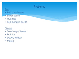 Problems
Pest
 Red bitter beetle
 Blister beetle
 Fruit flies
 Red pumpkin beetle
Disease
 Scorching of leaves
 Fruit rot
 Downy mildew
 Mosaic
 
