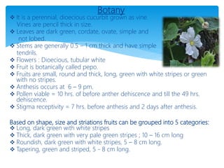 Botany
 It is a perennial, dioecious cucurbit grown as vine.
Vines are pencil thick in size.
 Leaves are dark green, cordate, ovate, simple and
not lobed.
 Stems are generally 0.5 – 1 cm thick and have simple
tendrils.
 Flowers : Dioecious, tubular white
 Fruit is botanically called pepo.
 Fruits are small, round and thick, long, green with white stripes or green
with no stripes.
 Anthesis occurs at 6 – 9 pm.
 Pollen viable = 10 hrs. of before anther dehiscence and till the 49 hrs.
dehiscence.
 Stigma receptivity = 7 hrs. before anthesis and 2 days after anthesis.
Based on shape, size and striations fruits can be grouped into 5 categories:
 Long, dark green with white stripes
 Thick, dark green with very pale green stripes ; 10 – 16 cm long
 Roundish, dark green with white stripes, 5 – 8 cm long.
 Tapering, green and striped, 5 - 8 cm long.
 